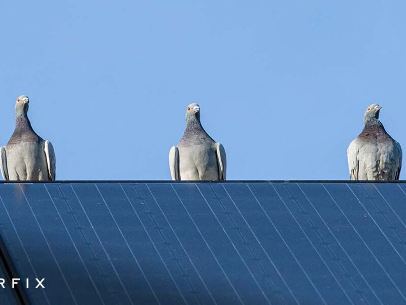 What Damage Do Pigeons Cause To Solar Panels