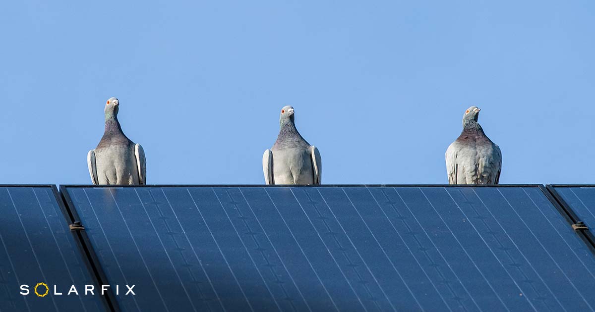 What Damage Do Pigeons Cause To Solar Panels
